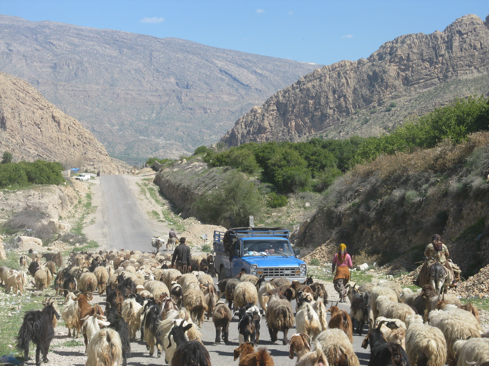 Hitchhiking irani – Von Ziegenherden und Rattenschwänzen