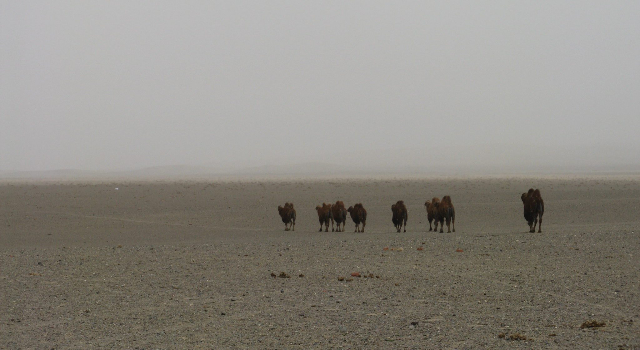 Sandsturm versus Kamel – Wer gewinnt?
